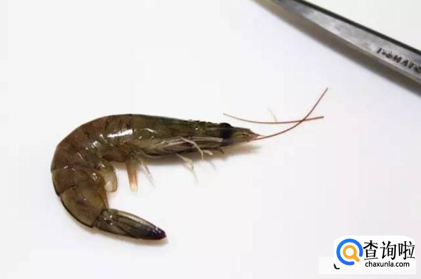 正宗干锅香辣虾的做法