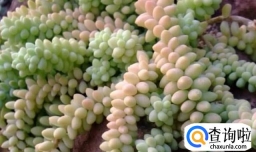 玉缀的养殖方法