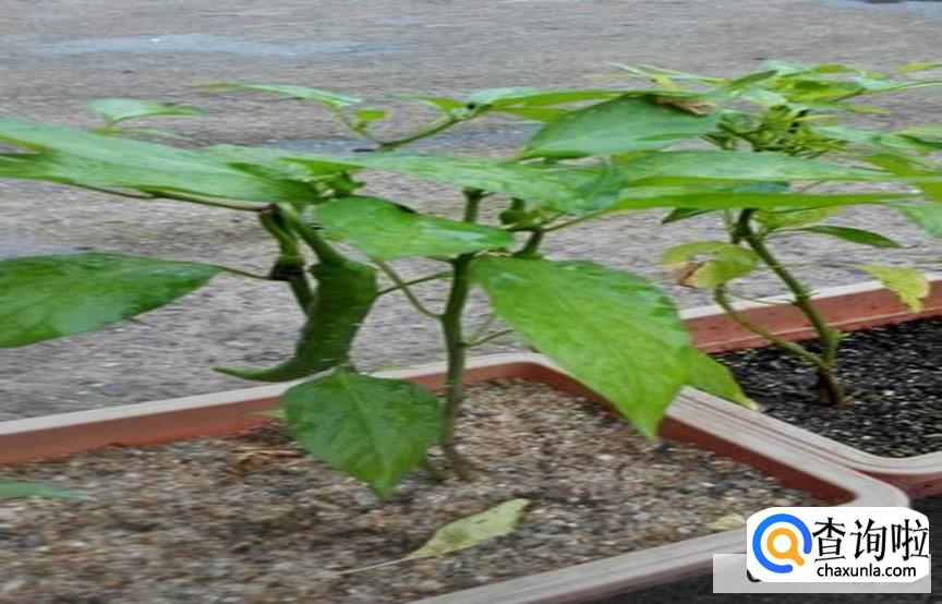 辣椒树叶子卷起来了要如何处理