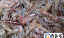 养小乌龟要注意些什么问题