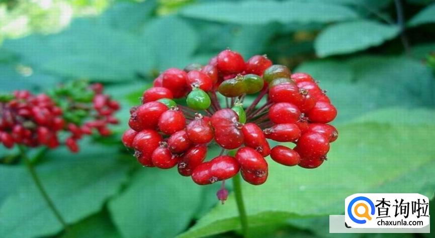 网上买的人参苗可以种活吗