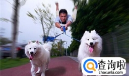 遛狗的正确方法