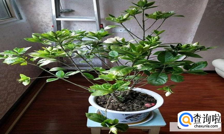 桅子花怎么浇水合适