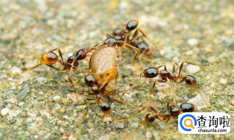 蚂蚁洞口怎么辨别方向