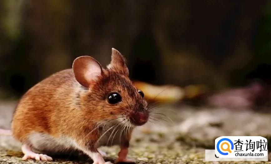 怎么驱赶老鼠有效