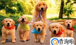 常见的狗狗种类