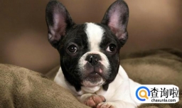 狗狗呕吐四天不吃东西怎么办