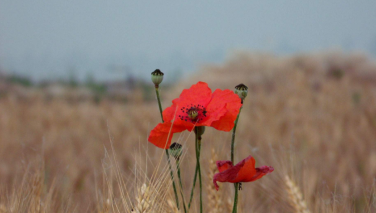 孤芳自赏意思是什么意思