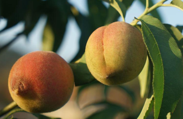 桃是什么时候成熟的？