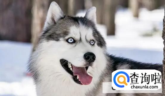 哈士奇为什么不能剃毛