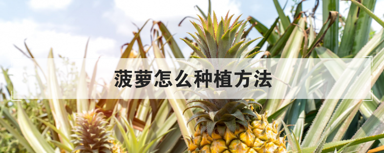 菠萝怎么种植方法