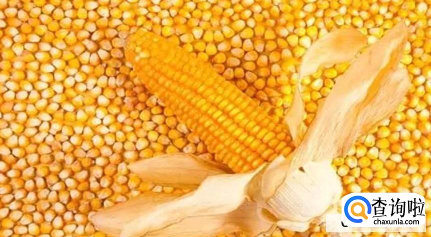 如何发酵煮熟的玉米