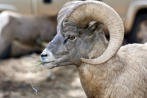 慈乌反哺打一动物