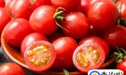 圣女果是水果还是蔬菜