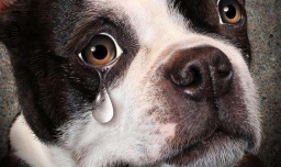 狗狗为什么总是流眼泪