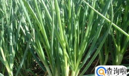 四季小香葱的种植方法