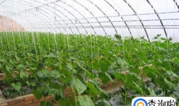 大棚蔬菜的营养价值如何？