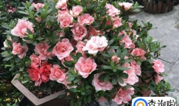 怎样给杜鹃花浇水