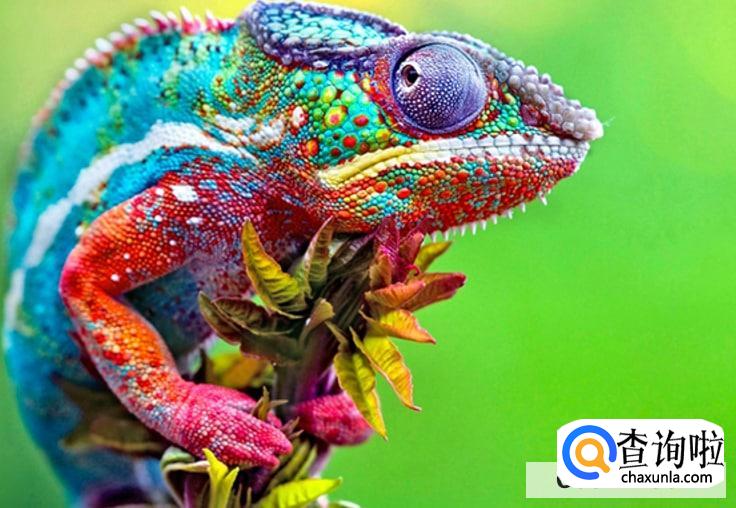 哪些宠物比较罕见又酷