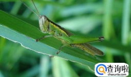 如何养一只蚱蜢当做宠物