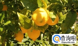 柠檬树的养殖方法和注意事项