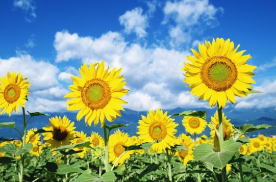 夏天开的花有哪些