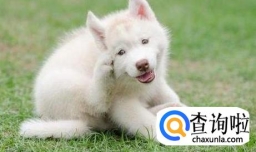 如何消灭狗身上的跳蚤，怎么彻底消灭家里的跳蚤