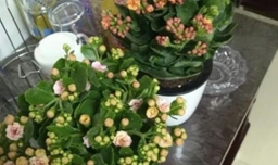 用啤酒如何浇长寿花