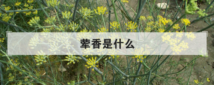荤香是什么
