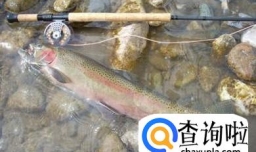 自己制作冬天钓鲫鱼的鱼饵窝料的配方