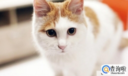 猫咪肾衰有哪些危害