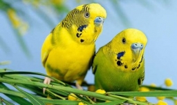 虎皮鹦鹉怎么分公母