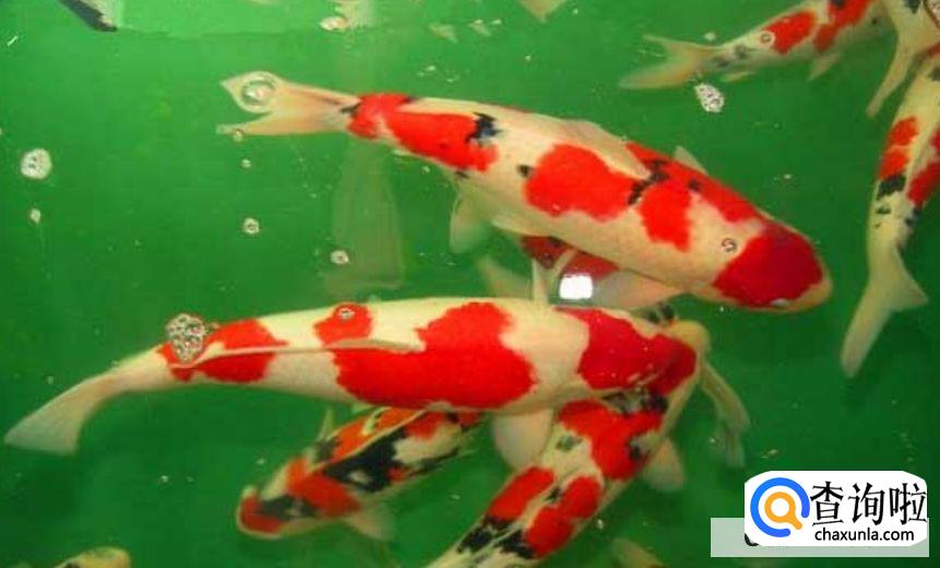 新手养锦鲤入门基础教程