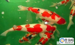 新手养锦鲤入门基础教程