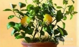教你如何在家种植柠檬呢？