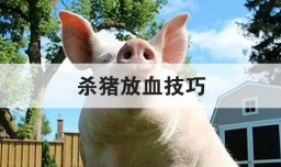杀猪放血技巧