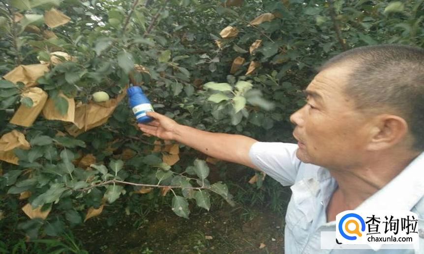 苹果树浇水最好时间