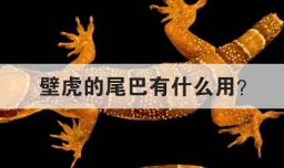 壁虎的尾巴有什么用