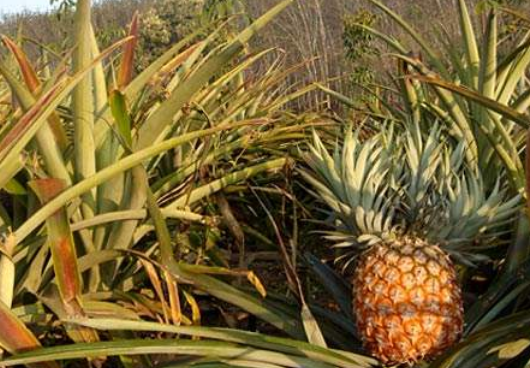 菠萝长在哪里
