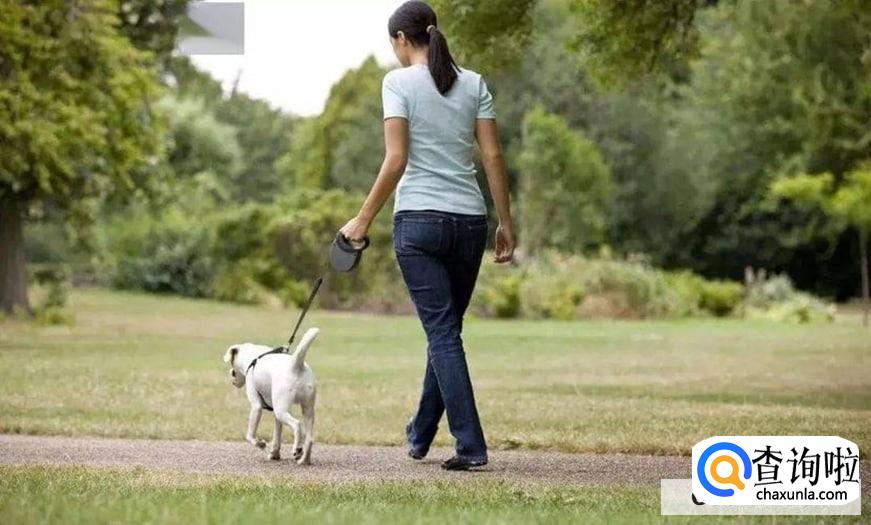 养狗的坏处有哪些