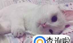 猫咪绝育的注意事项