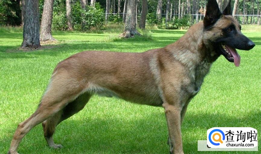 马犬为何不宜家养