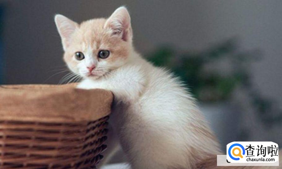 猫春天掉毛怎么办