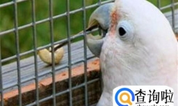 鹦鹉嘴巴起肿瘤，疙瘩，皮癣如何处理？