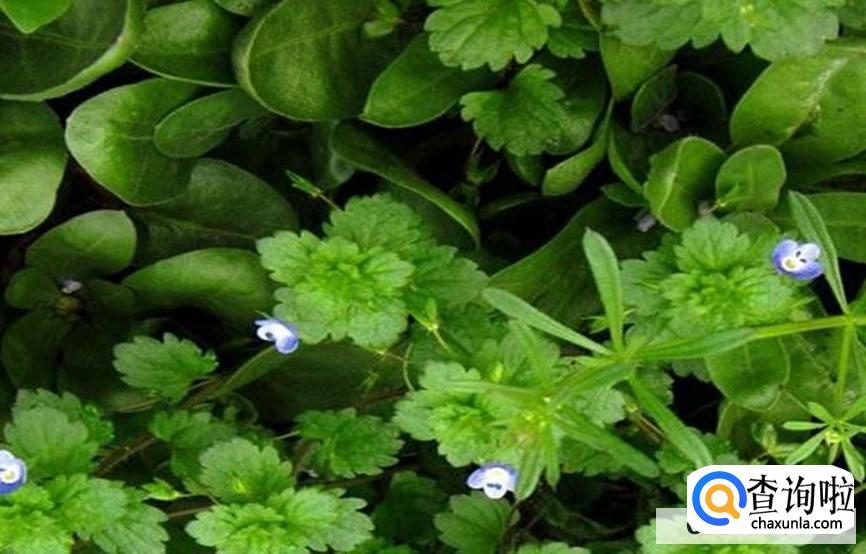 婆婆纳的养殖方法和注意事项有哪些