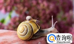蜗牛怎样才能产卵