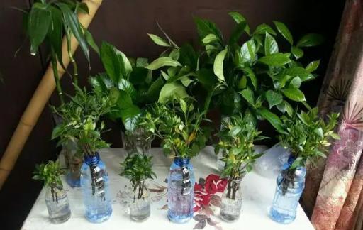 怎么养栀子花盆栽水培