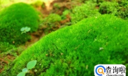 挖回来的青苔怎么养