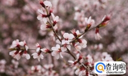 颐和园最佳的赏花地点花开得最盛的几处景点