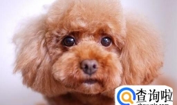 哪种小型狗比较适合上班族养？